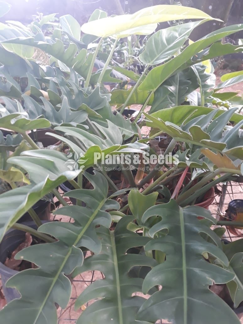 Outdoor Plants
