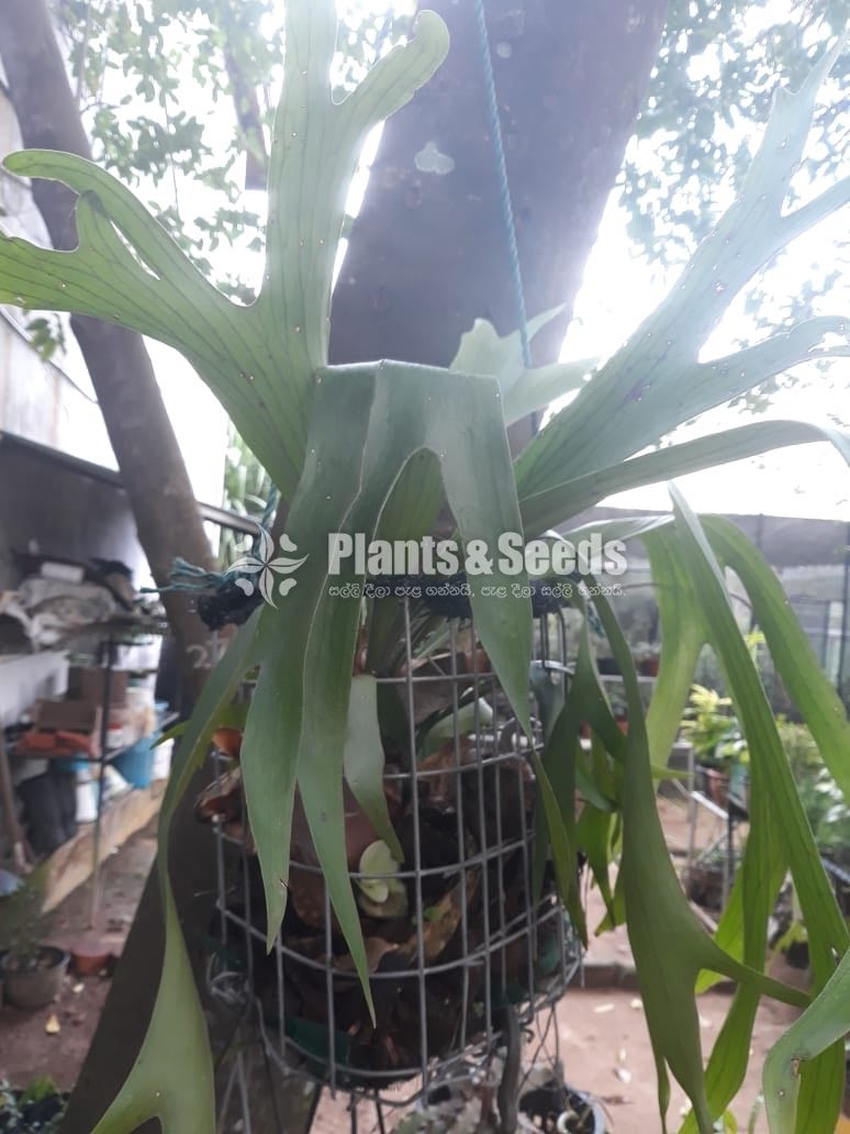 Outdoor Plants
