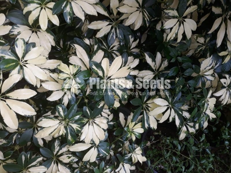 Outdoor Plants