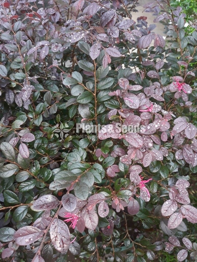 Outdoor Plants