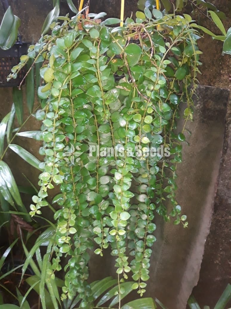 Outdoor Plants
