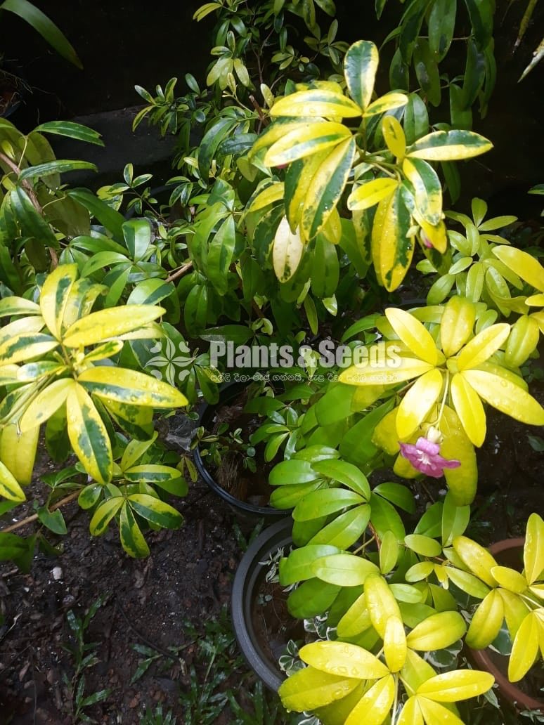 Outdoor Plants