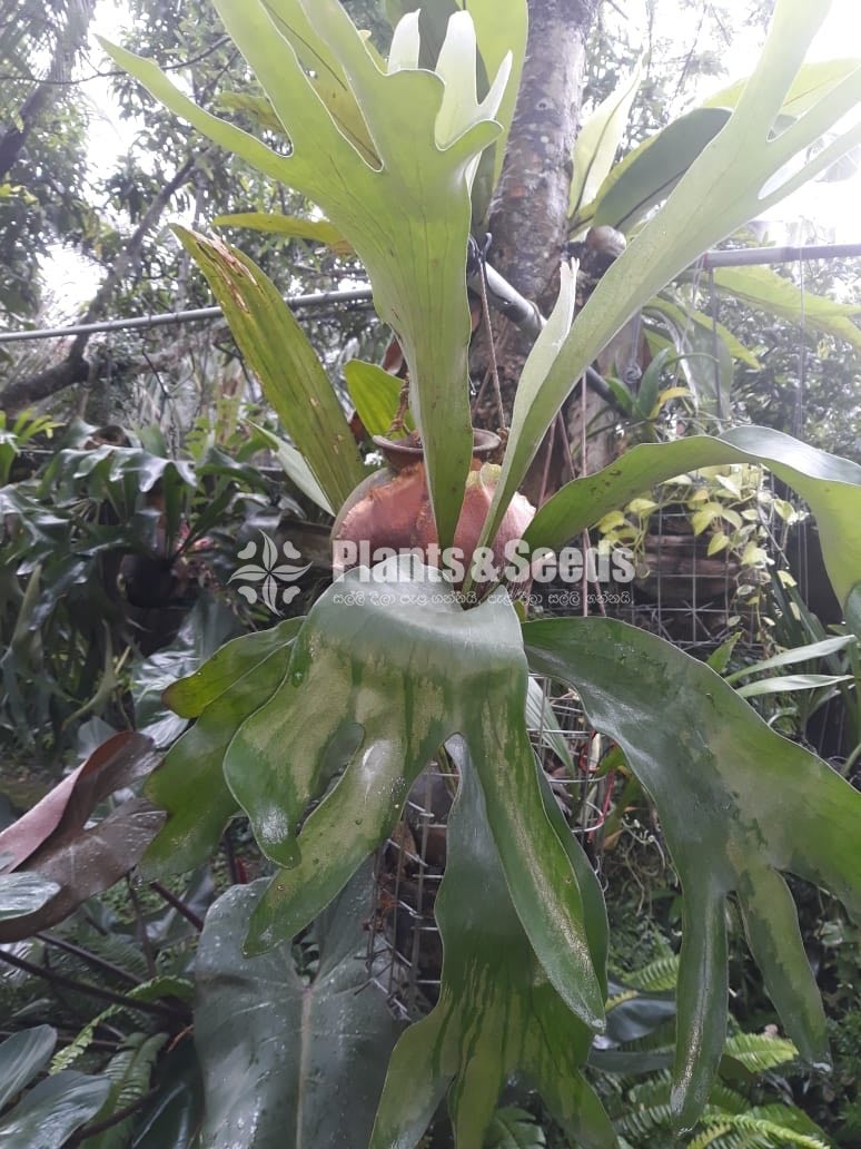 Outdoor Plants