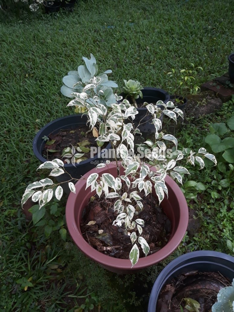 Outdoor Plants