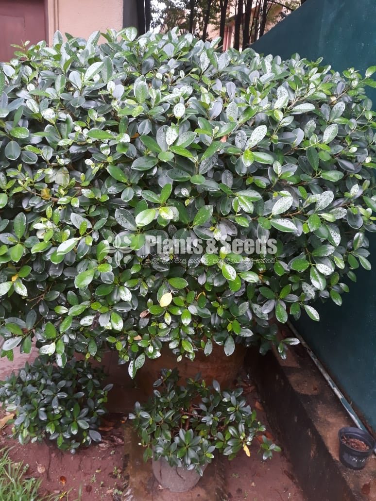 Outdoor Plants