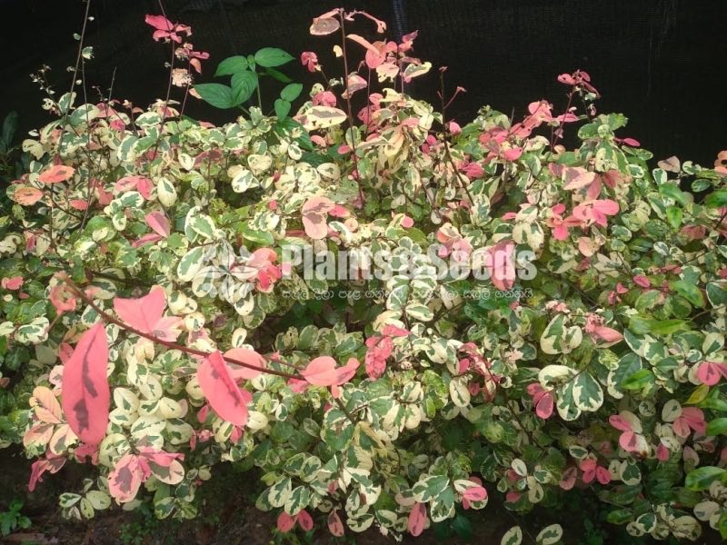 Outdoor Plants