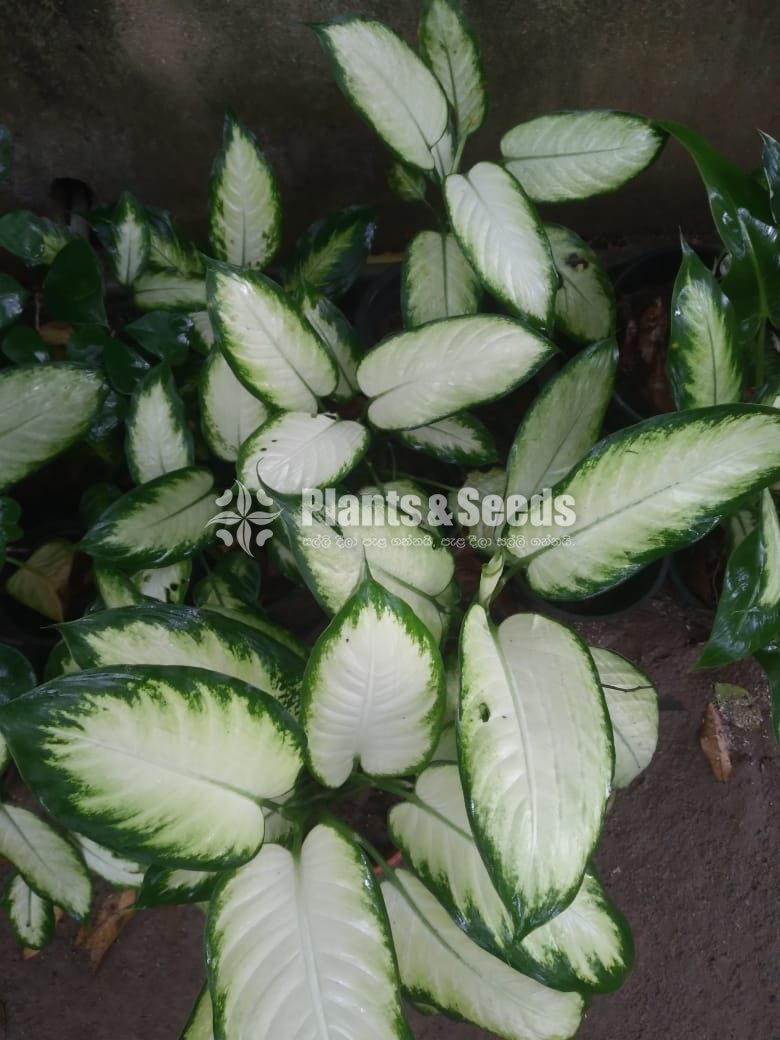 Outdoor Plants