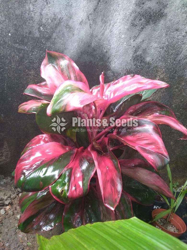 Outdoor Plants