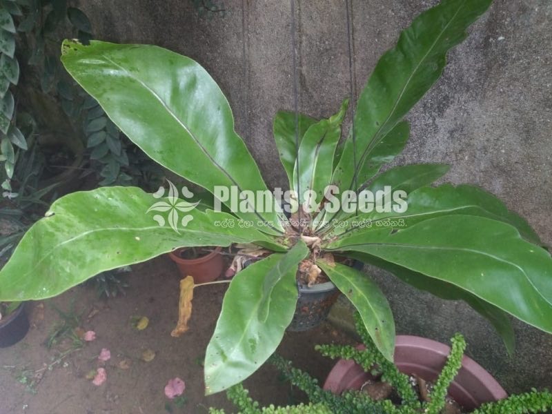 Outdoor Plants