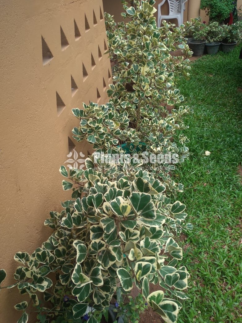 Outdoor Plants