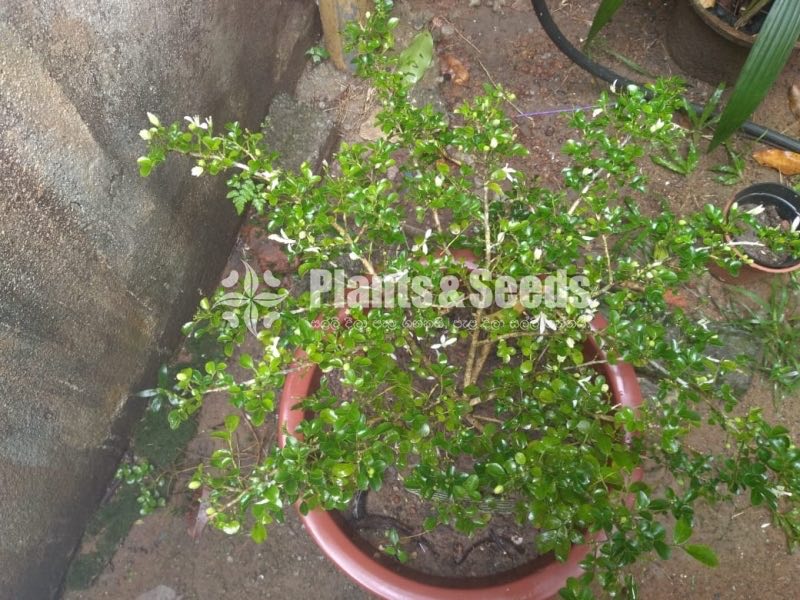 Outdoor Plants