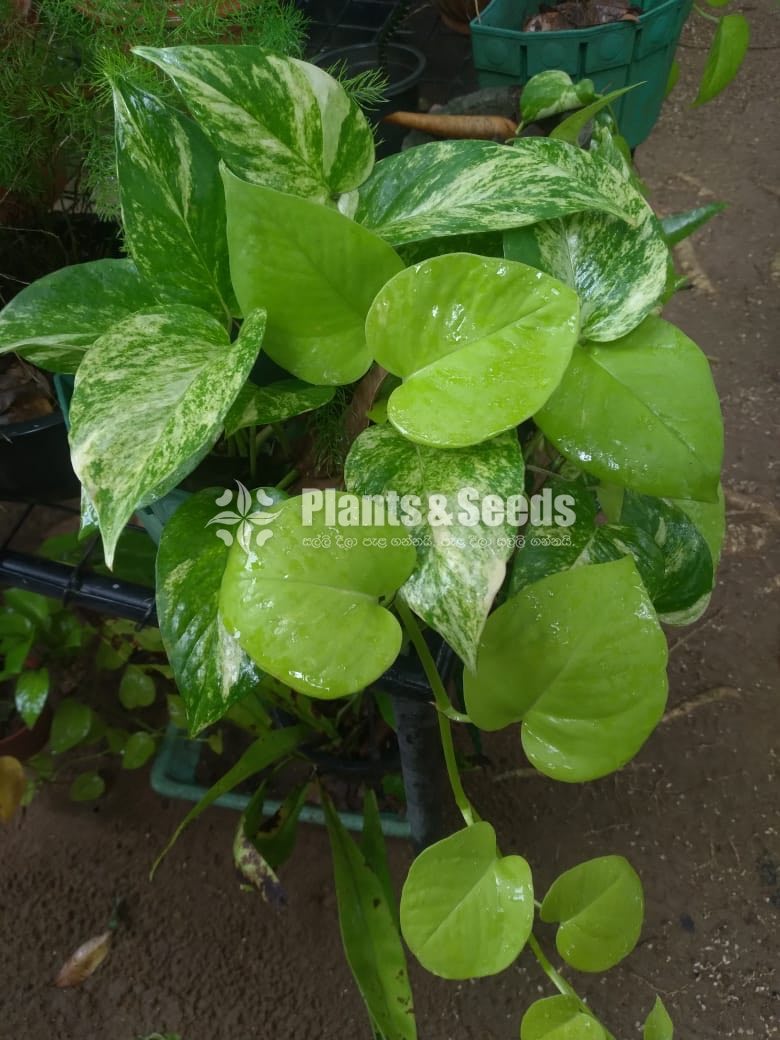 Outdoor Plants
