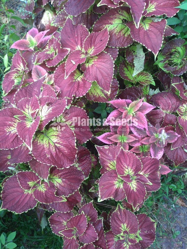 Outdoor Plants