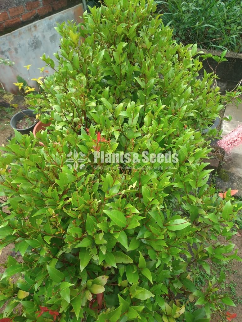 Outdoor Plants
