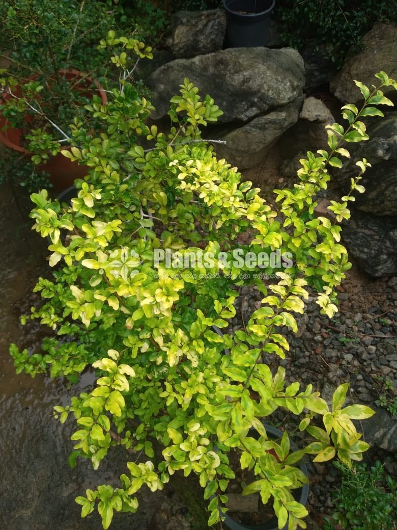 Outdoor Plants