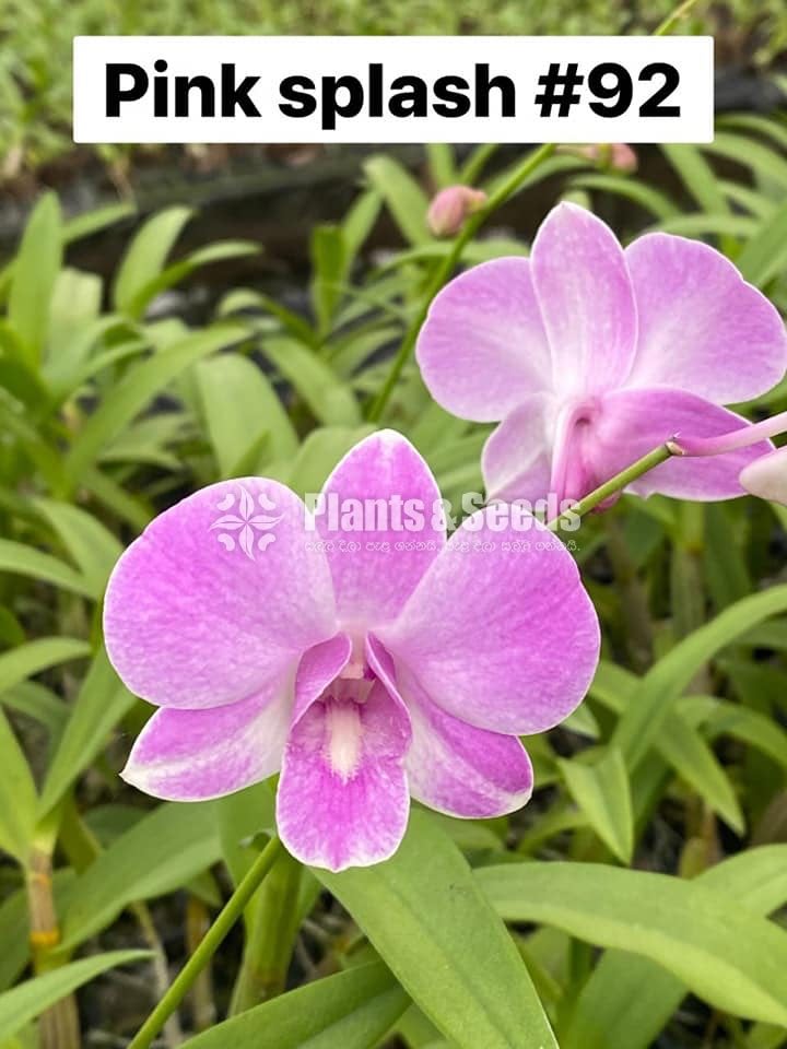 Orchids