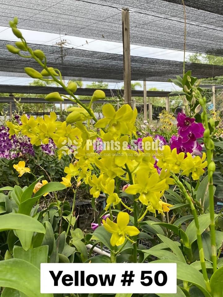 Orchids