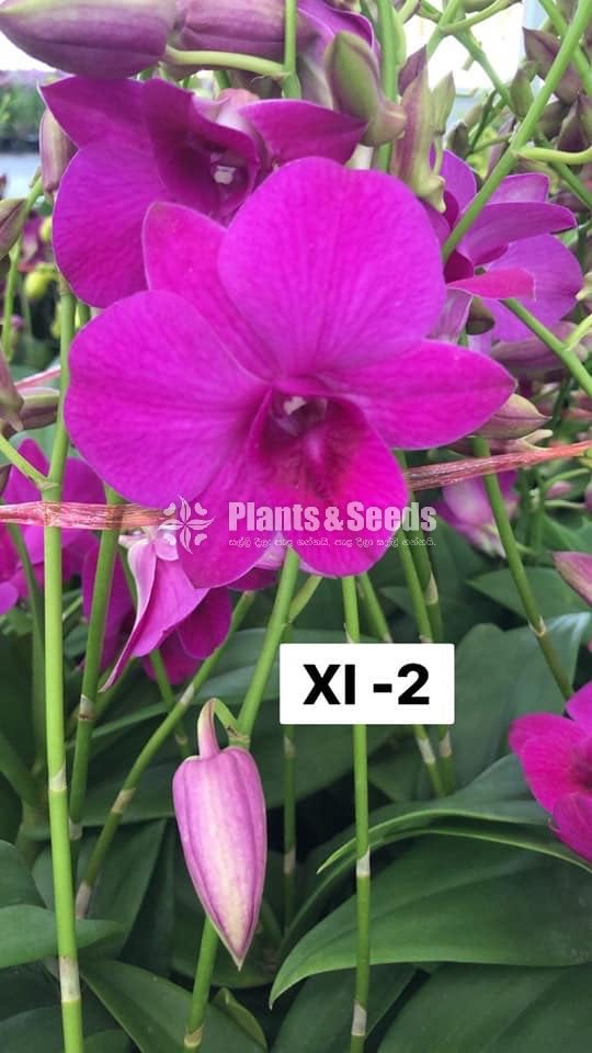 Orchids