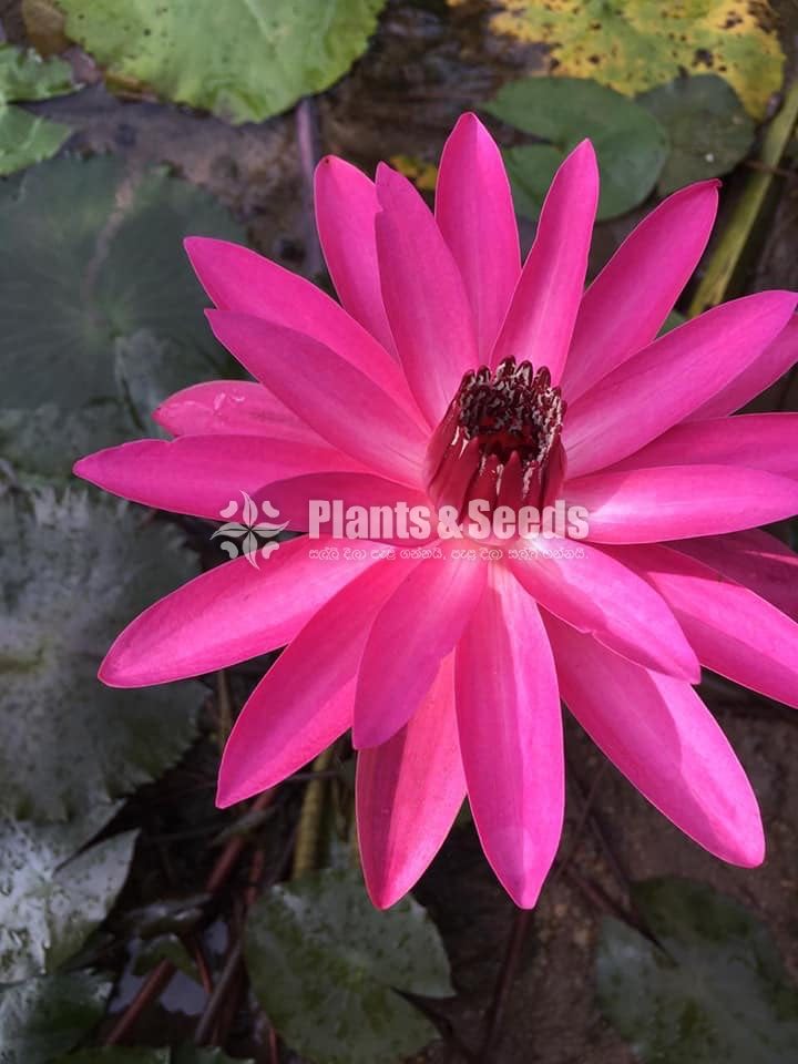Water Plants