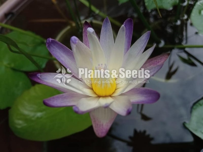 Water Plants Collection
