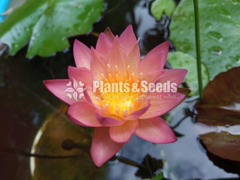 Water Plants Collection