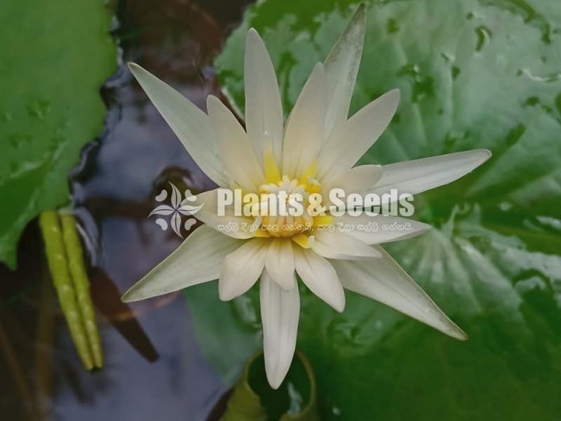 Water Plants Collection