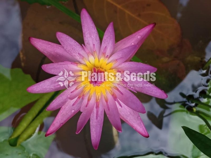 Water Plants Collection