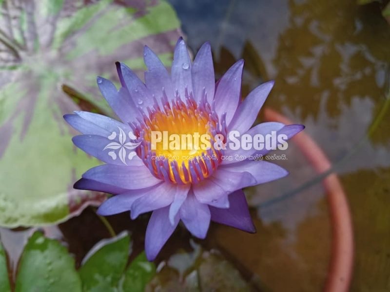 Water Plants Collection