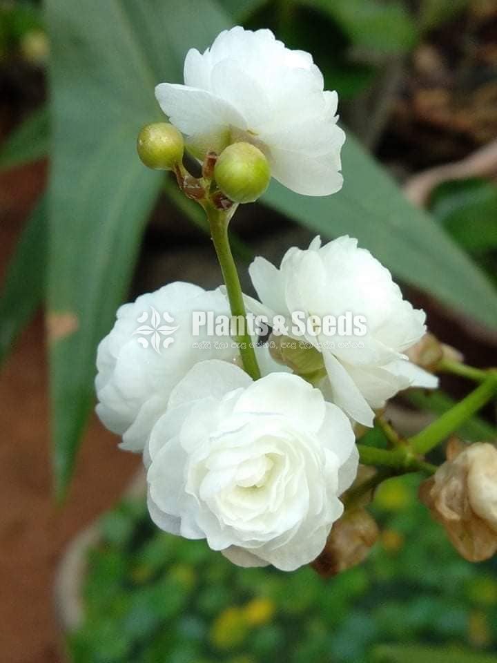 Water Plants Collection