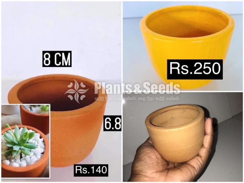 Cactus and Succulent Pots