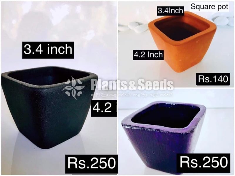 Cactus and Succulent Pots
