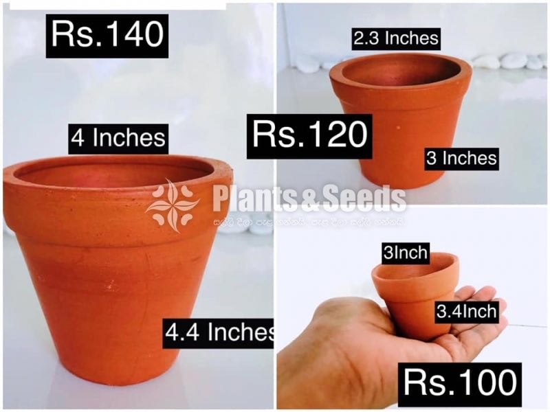 Cactus and Succulent Pots