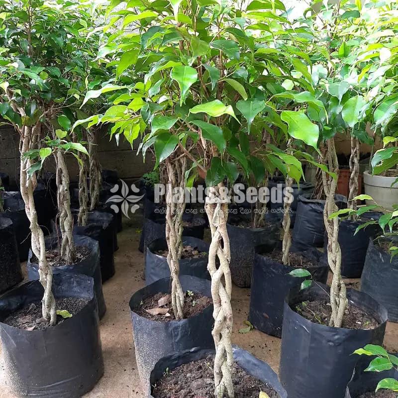 Benjamina (බෙන්ජමිනා)