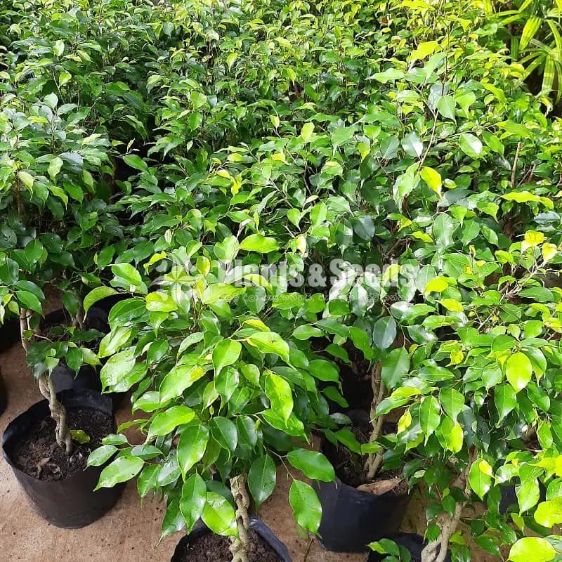 Benjamina (බෙන්ජමිනා)