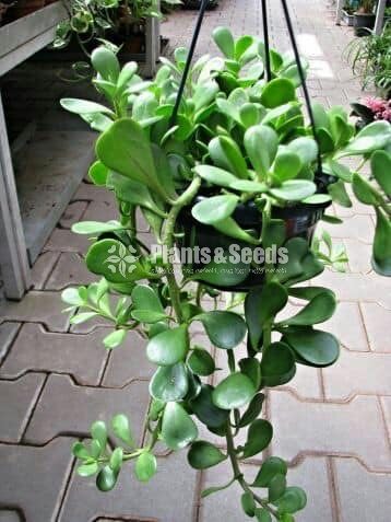 Jade Plant