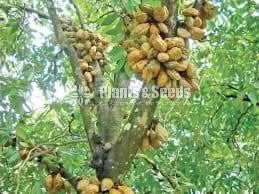 Naminan(නමිනන්)