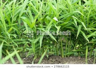 Karapincha and Ginger Plants