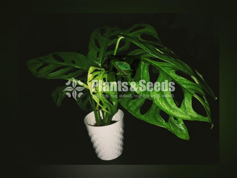 Monster Plants