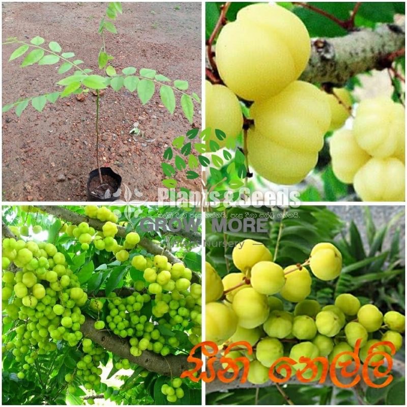 Seeni Nelli(සීනි නෙල්ලි බීජ පැල )