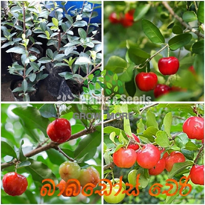 Babardos Cherry
