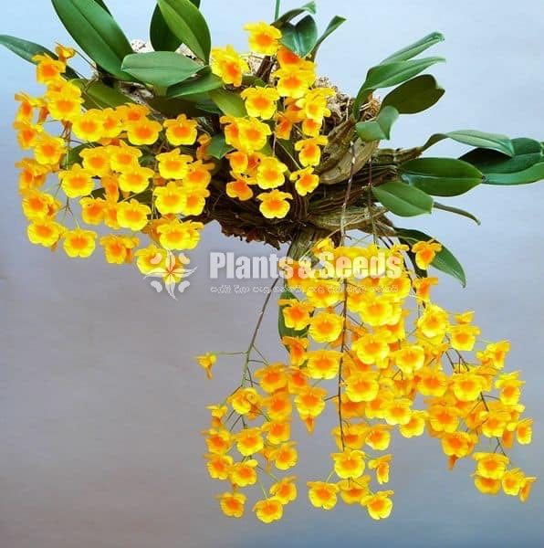  Den . hybrid lindley