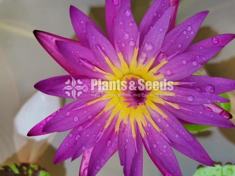 Water Lily