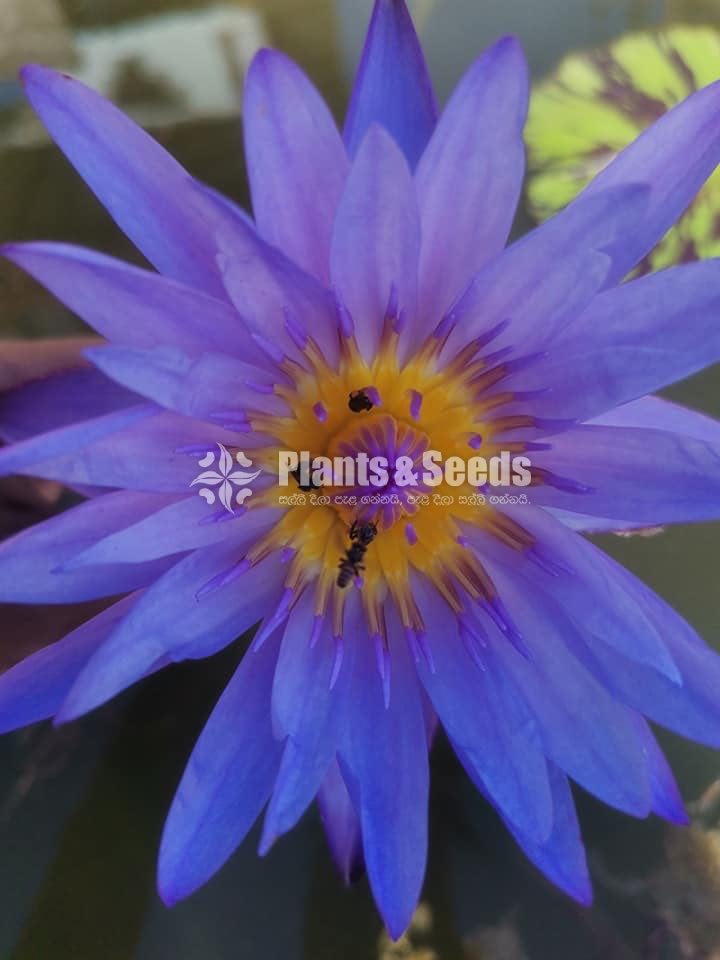 Water Lily