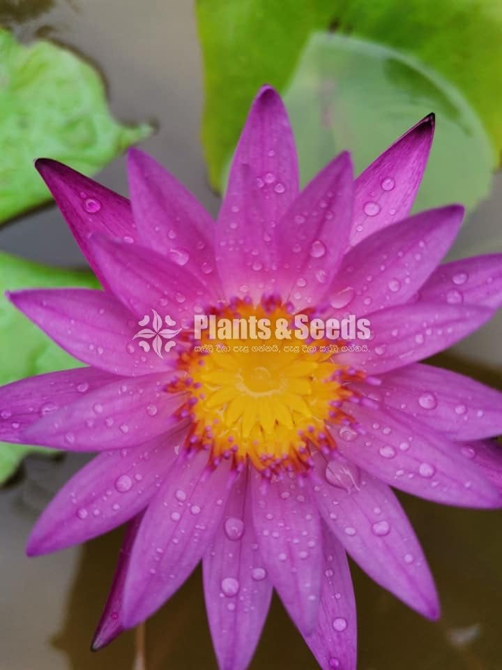 Water Lily