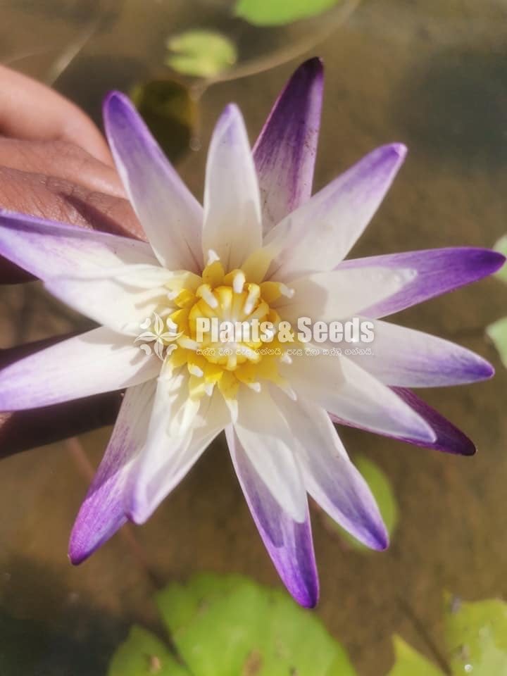 Water Lily