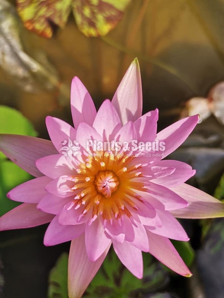 Water Lily