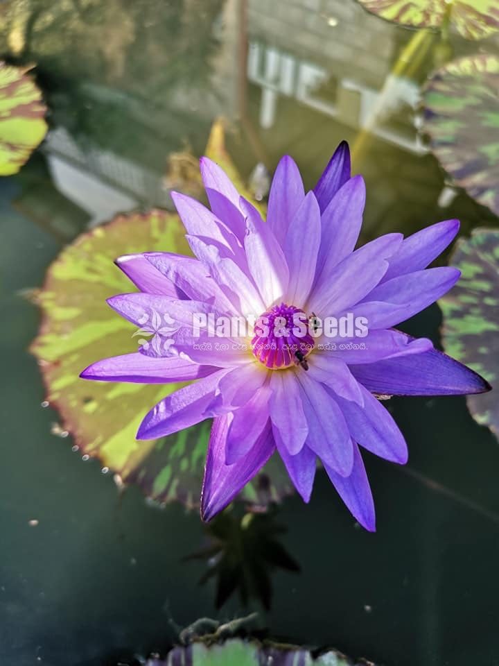 Water Lily