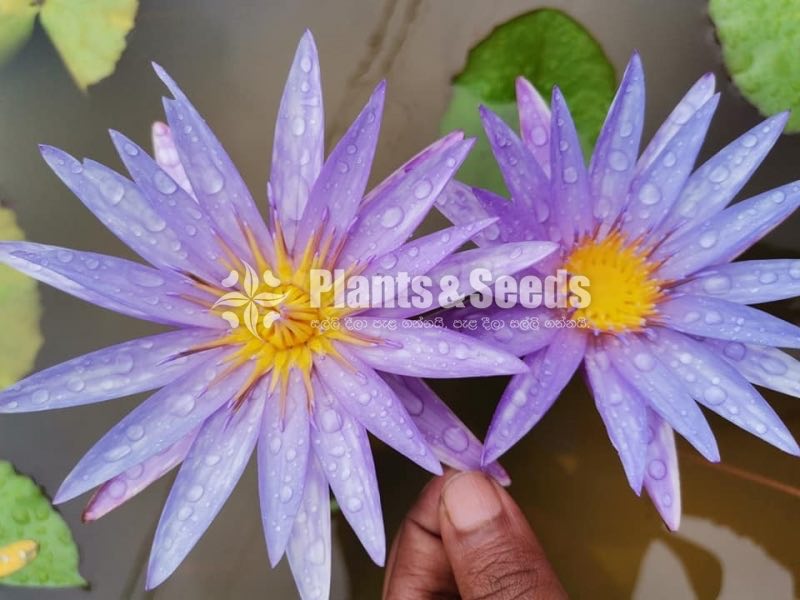 Water Lily