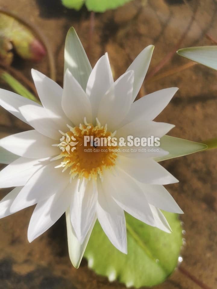 Water Lily