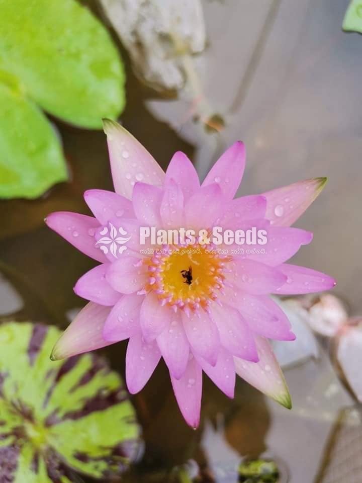 Water Lily